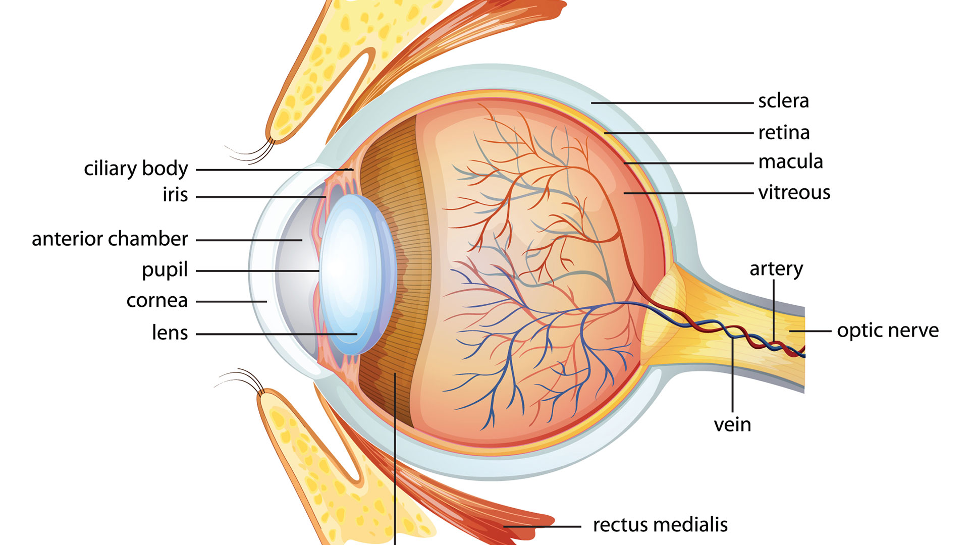 ¿Qué parte del ojo crece durante toda la vida?