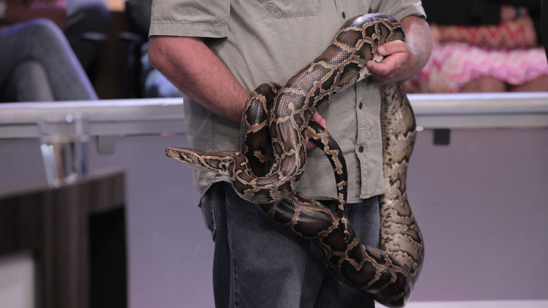 Hombre teniendo sexo con una serpiente