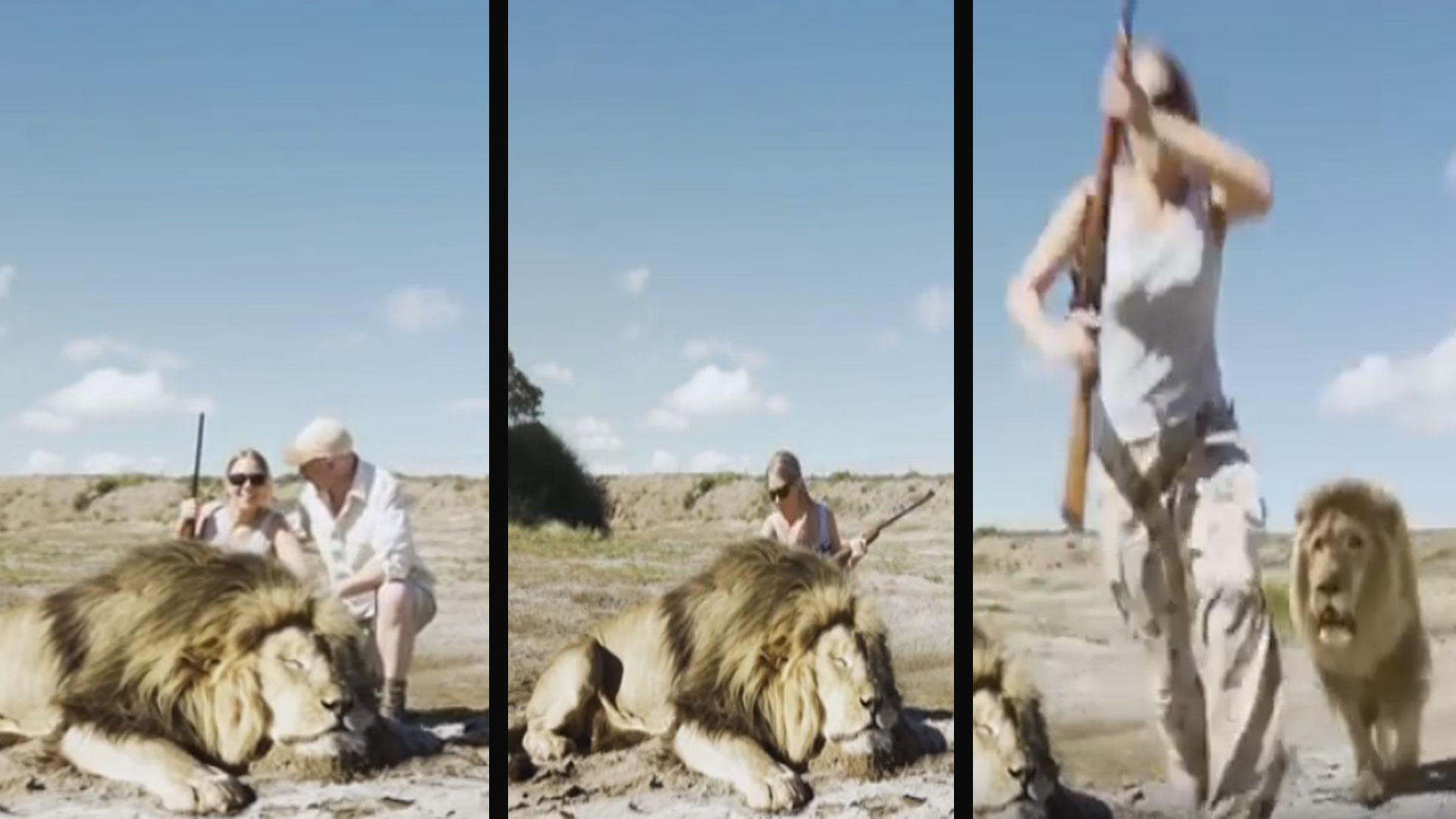 Top 41+ imagen leones atacando cazadores