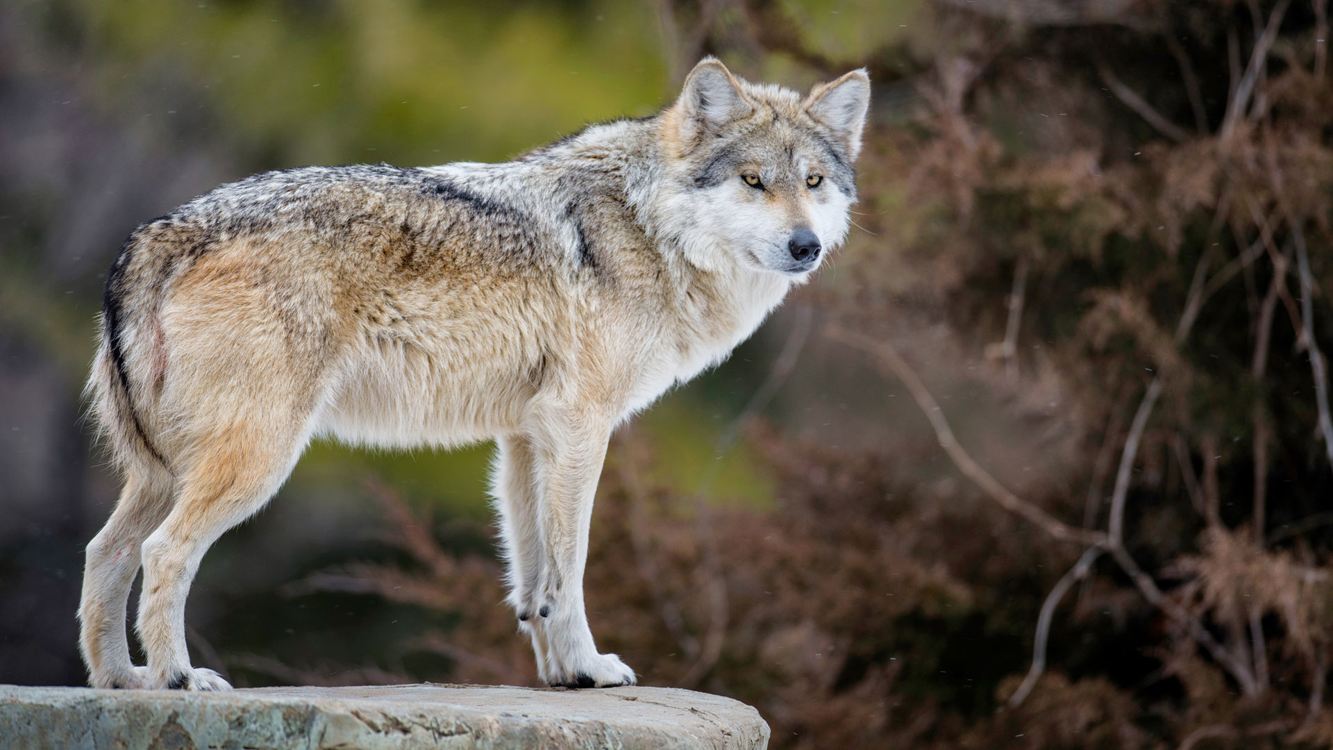 ¿Cómo salvar al lobo gris mexicano de la extinción? | Telemundo