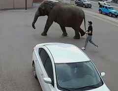 Elefanta Viola se escapa de circo en Montana