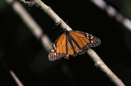 mariposas monarca acechadas por frio en mexico