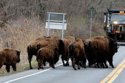 bufalos cruzando una autopistas