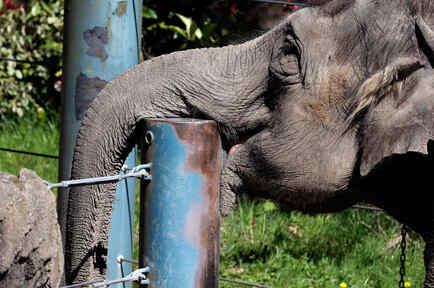 elefante en el zoo de seattle