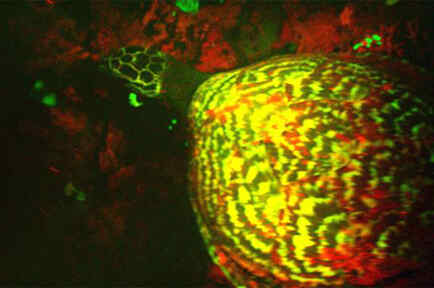 biofluorescent sea turtle