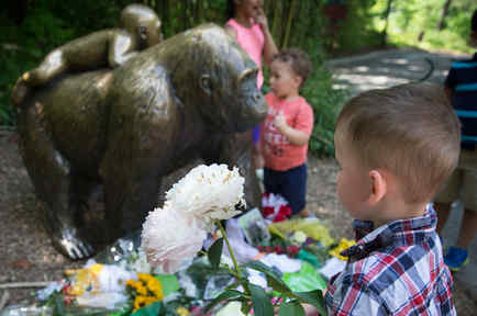 Un niño lleva flores para dejarlas junto a la estatua de un gorila ante el clausurado recinto de gorilas del Zoológico y Jardín Botánico Cincinnati, el lunes 30 de mayo de 2016 en Cincinnati, Ohio, EE.UU.
