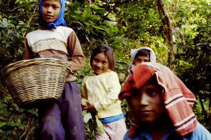 Niños granjeros en plantaciones de café