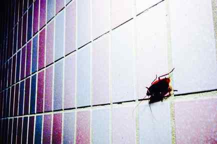 Cucaracha sobre pared