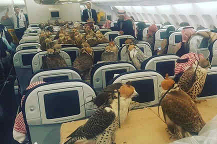 80 halcones viajan en avión con príncipe saudita