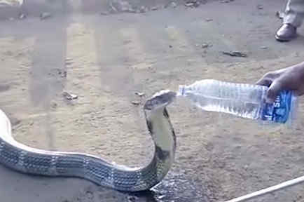 Un hombre le da agua de una botella a una cobra de 12 pies en India