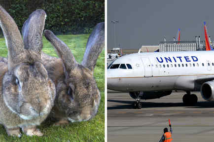 Muere un conejo gigante en vuelo de United.