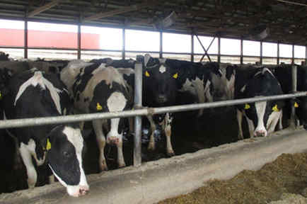 Granja de vacas en Columbus, Wisconsin