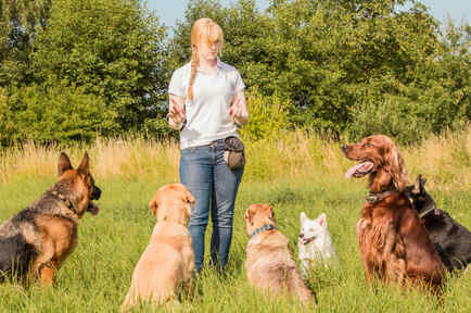 Mujer entrenando perros
