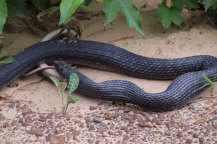 Una serpiente regurgita a otra