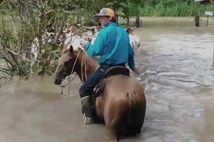 Un vaquero es captado rescatando ganado bajo las aguas en Texas