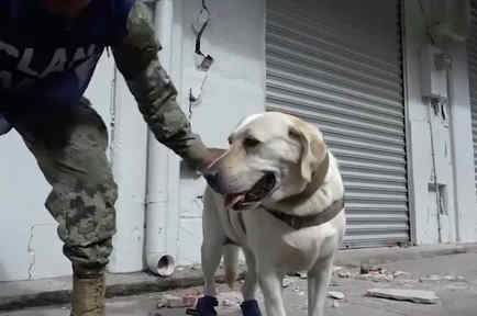Frida, la perra que ha salvado muchas vidas en México