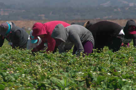 Inmigrantes recogen cosecha de fresas en el campo