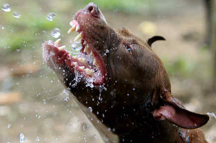 Un pit bull juega con agua en un refugio, en una imagen de archivo. 