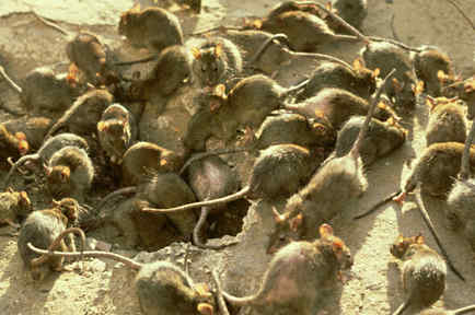 Invasión de ratones en Australia
