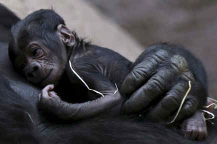 gorila bebe