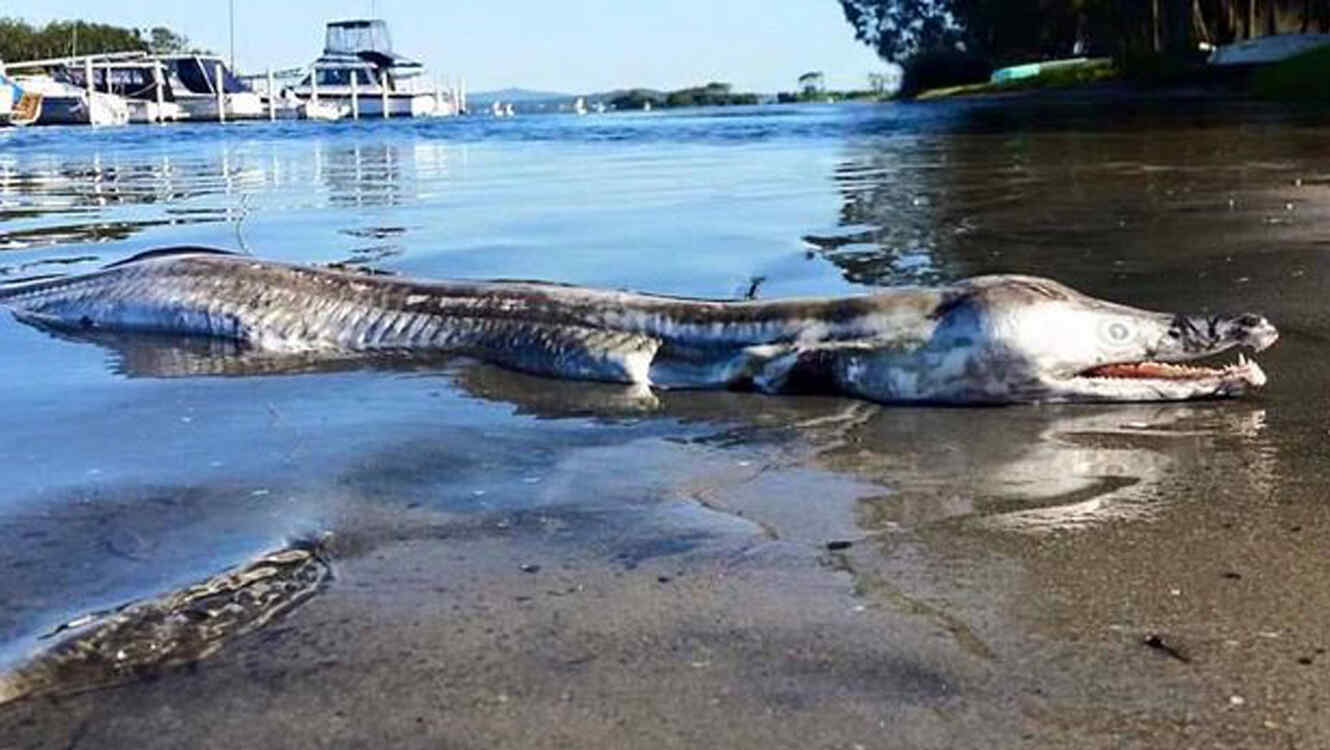 Extraña criatura con cuerpo de cocodrilo y cabes de delfín es encontrado en Australia 