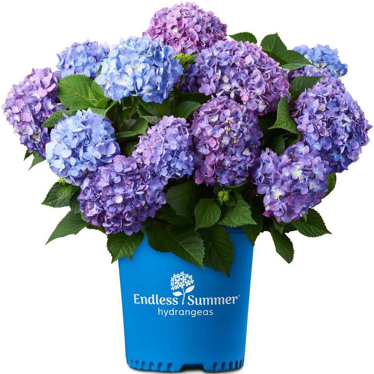 1 Gal. Bloomstruck Hydrangea Plant with Pink and Purple Flowers - Home Depot