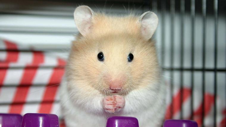 Hamsters y cobayas. Son los roedores de compañía más dóciles y resultan ideales para quienes no tienen mucho espacio pero quieren interactuar con su mascota.