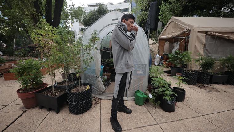 Quienes promueven la despenalización y legalización del cannabis en México han armado un invernadero frente al edificio del Senado en la capital.
