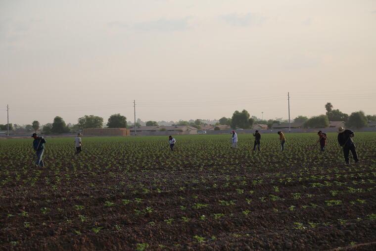 Jimena Aguilar junto con otros trabajadores agrícolas en un campo de melón en Arizona.
