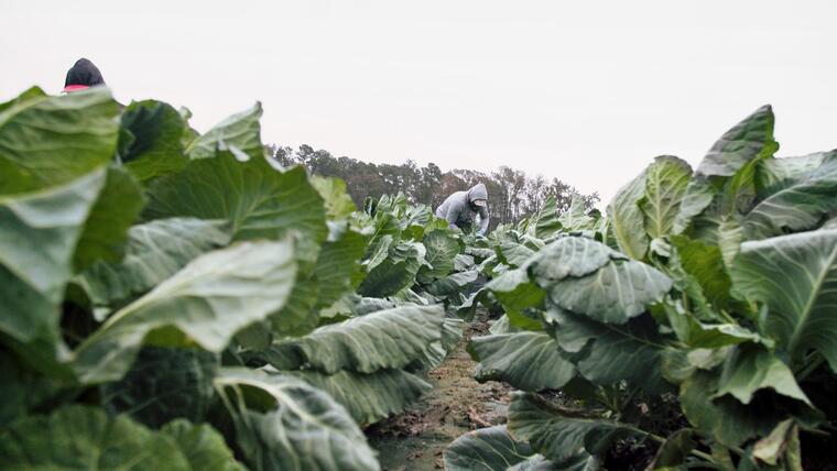 Trabajadores del programa de visas H-2A cosechando coles rizadas en el este de Carolina del Norte. 