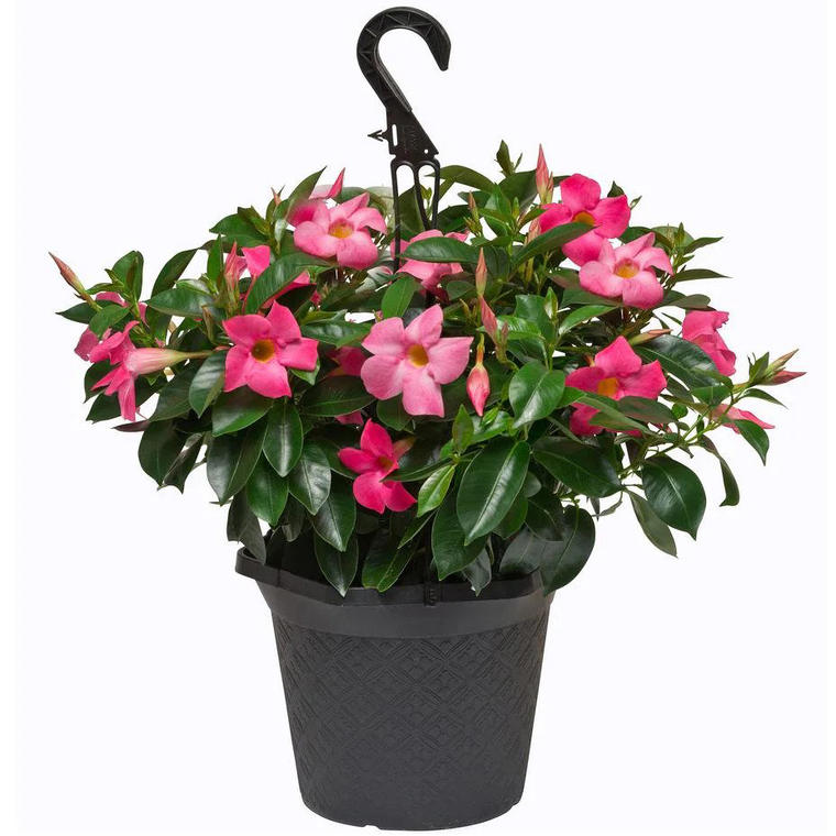 Hanging Basket Dipladenia Flowering - Home Depot