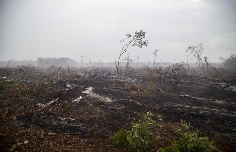 Deforestación en Hopelchén, Yucatán.
