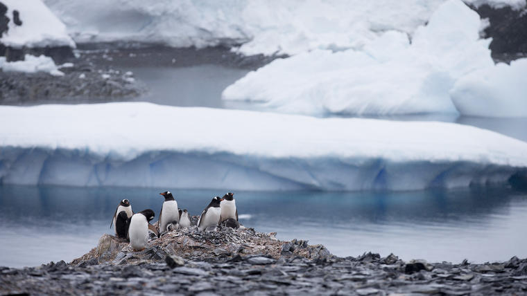 Pingüinos papúa merodean cerca de la estación chilena Bernardo O'Higgins en la Antártida, el 22 de enero de 2015. En la Antártida, derretimiento glacial se acelera y amenaza con crear un caos global, según cálculos satelitales de la NASA. (Foto: AP/Natacha Pisarenko)