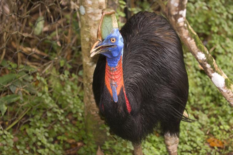Papua New Guinea, Lae, Rainforest Habitat operated by PNG University of Technology, Southern Cassowary
