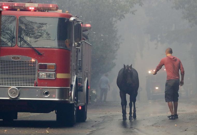 Un caballo junto a un camión de bomberos en Los Ángeles.