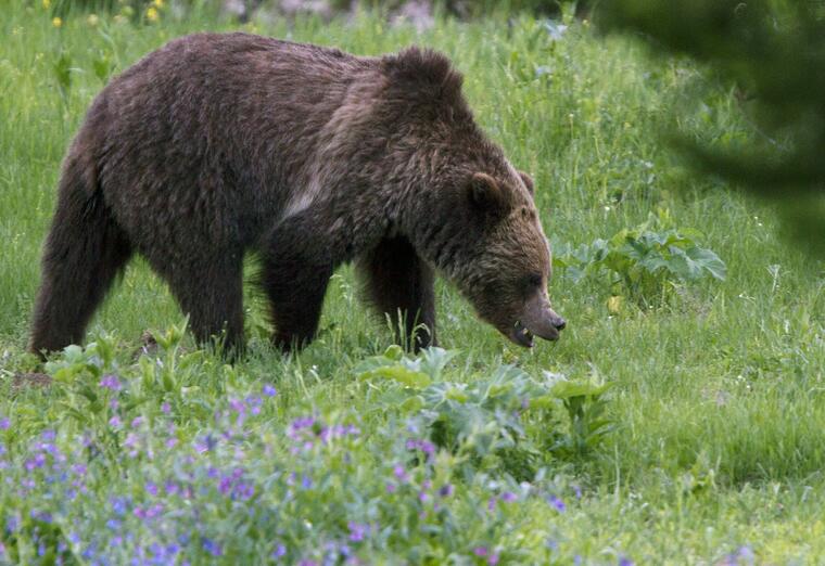 Un oso en un parque nacional de Estados Unidos.