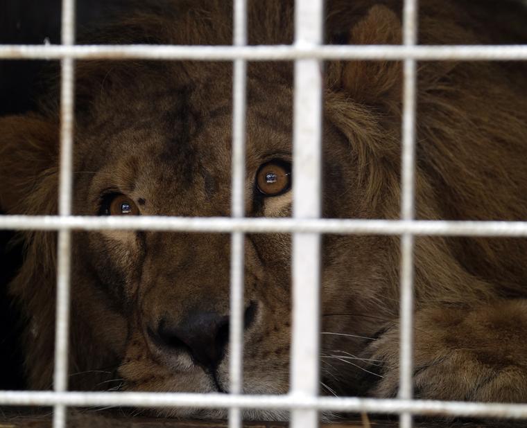 Imagen de un león dentro de una jaula en un zoológico.