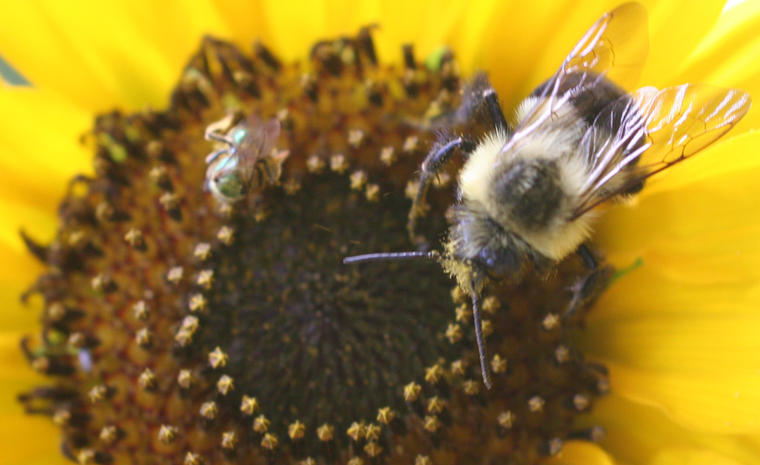 Una pequeña abeja del sudor, junto a un abejorro, en una imagen de archivo. 