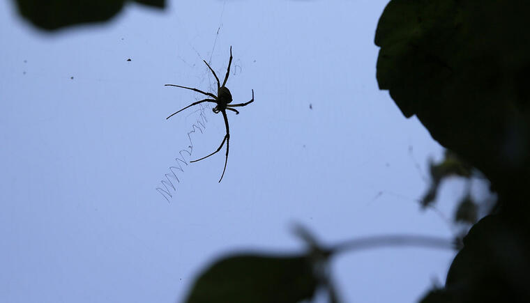 Una araña se desplaza sobre su telaraña.