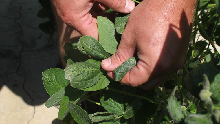 Un agricultor de Arkansas muestra el daño que provoca el pesticida dicamba.