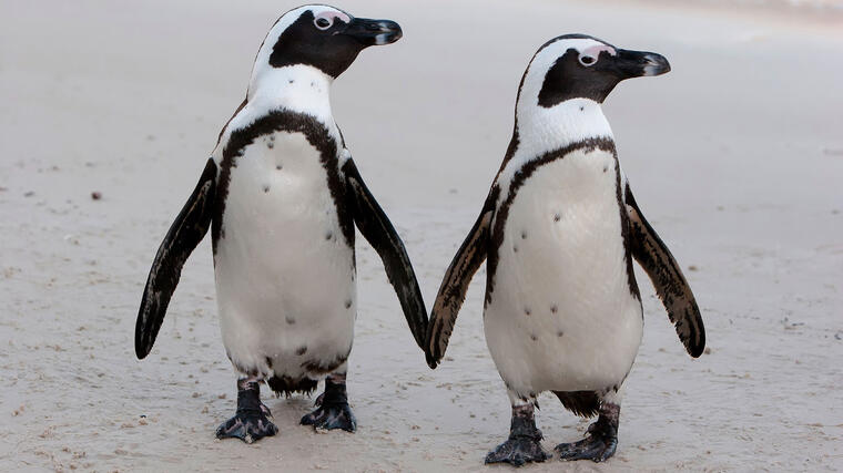 Pingüino, Gibón y otros 11 animales monógamos