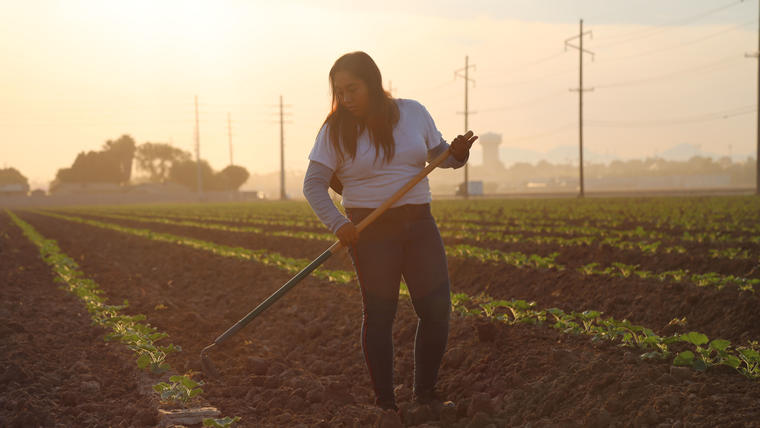 Jimena Aguilar, de 17 años, haciendo trabajo agrícola en Arizona una mañana a mediados de septiembre de 2020.