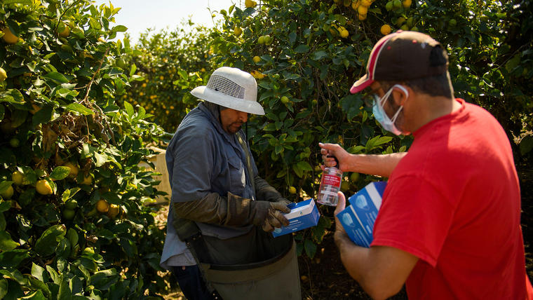 Roman Pinal de United Farm Workers (UFW) distribuye mascarillas y desinfectante de manos a un trabajador agrícola mientras recoge limones en un huerto el 10 de febrero de 2021 en el condado de Ventura, California.