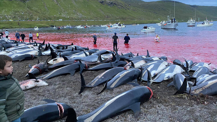 Imagen difundida por el grupo ambientalista Sea Shepherd.