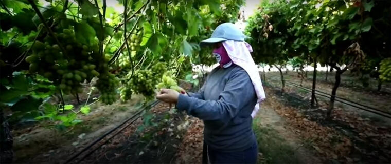 Trabajadora agrícola en California durante la pandemia de COVID-19