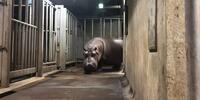 Este hipopótamo fue mandado a Japón como macho
