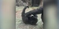 En video: Bebé gorila con su madre conquista las redes
