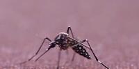 Buscan disminuir plagas con mosquitos de laboratorio 
