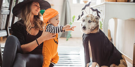 Disfraces de Halloween para perros, gatos y más mascotas | Telemundo