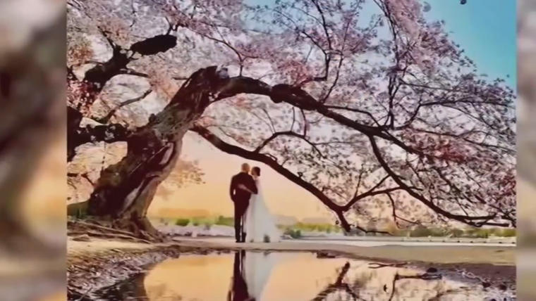 Fotógrafo halla misteriosa pareja que retrató bajo un árbol de cerezos por  casualidad